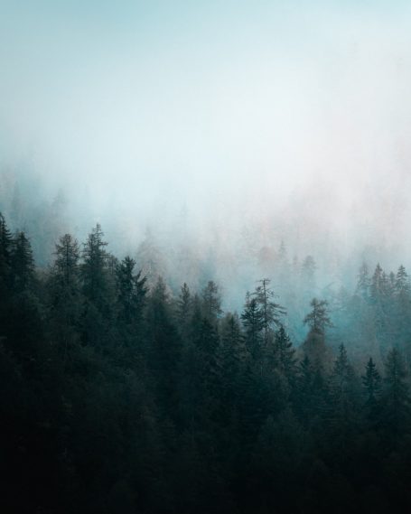 Mistige bossen met groene bomen, vage contouren in de achtergrond.