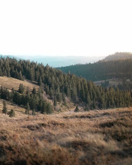 Heuvelachtig landschap met bossen en een heldere lucht in de verte.